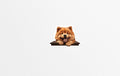Chow Chow Magnet, Chow Chow Fridge magnet,  Gift for Chow Owner, Gift for Dog Mom, Chow Chow gift